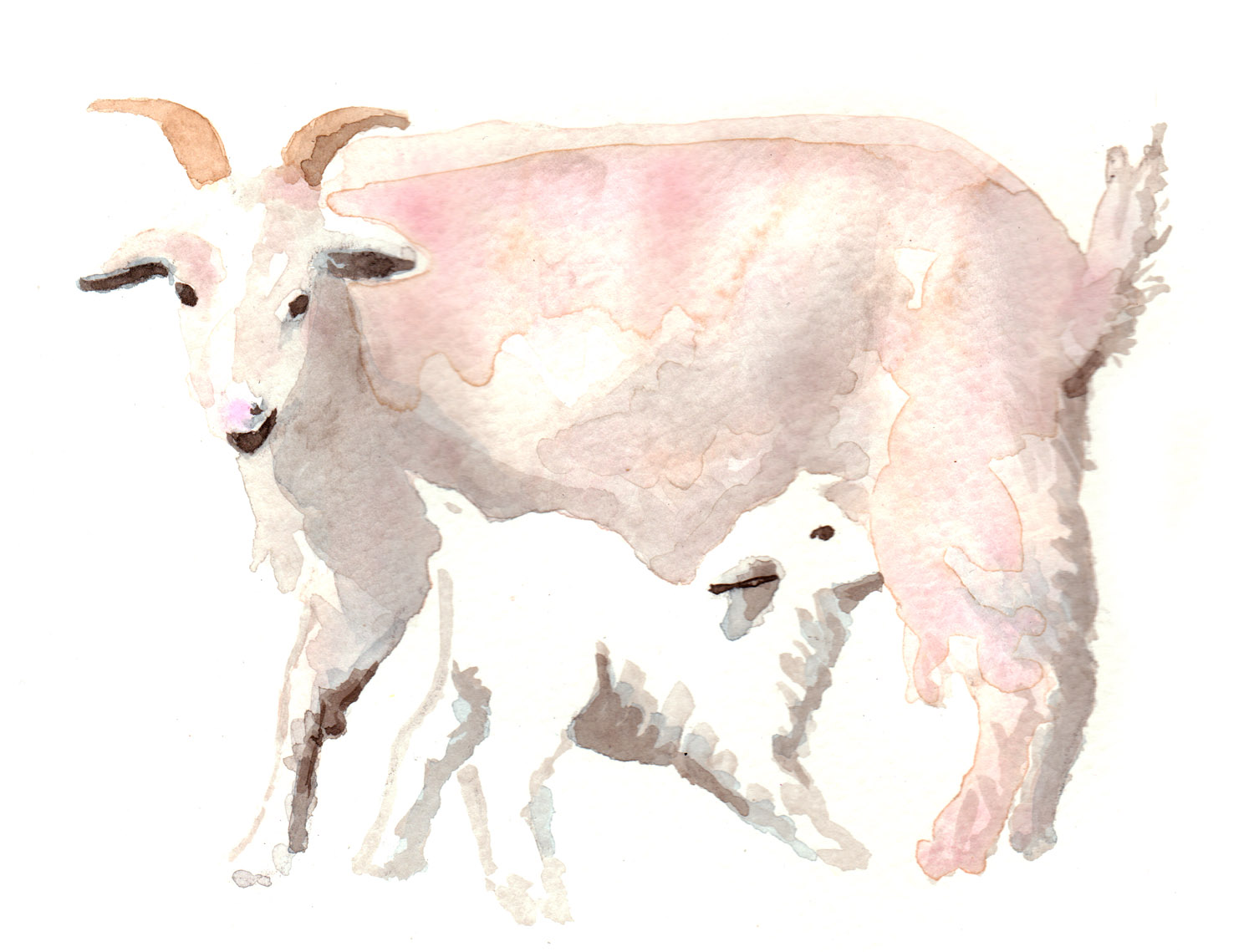 commission for Loro Piana